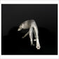 Arctic Wolf