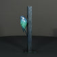 Blue Tit