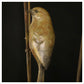 2 Greenfinches by Adam Binder