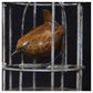 Wren in Birdcage by Adam Binder