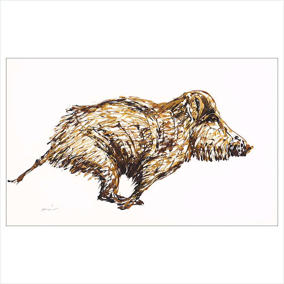 Romney Boar by Becky Mair