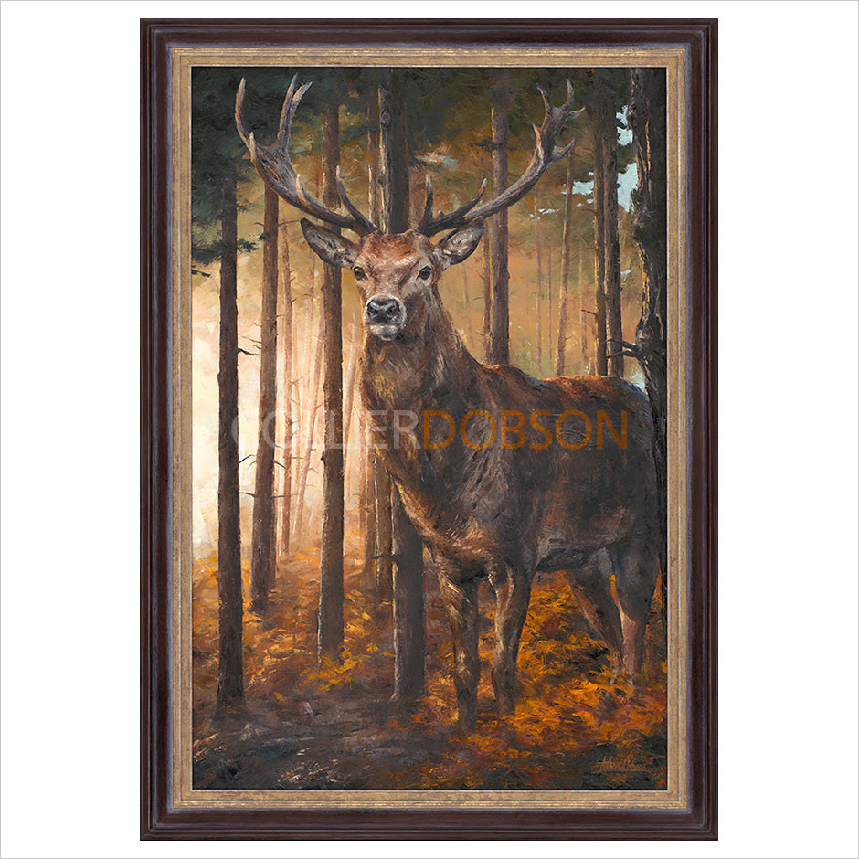 Forest Gaze by Anthony Dobson