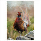 Artist's Proof Canvas Print