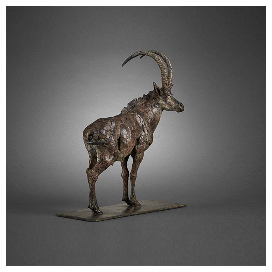 Sable Antelope Study by Fred Gordon