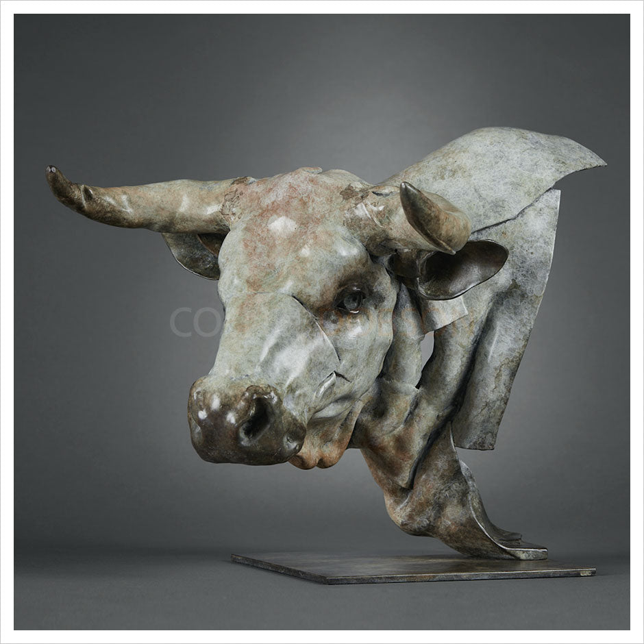 White Park Bull Head by Fred Gordon
