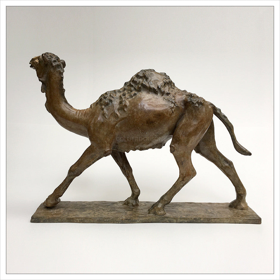 Dromedary Camel by Gill Parker