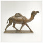 Dromedary Camel by Gill Parker