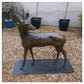 Roe Buck Life Size by Gill Parker