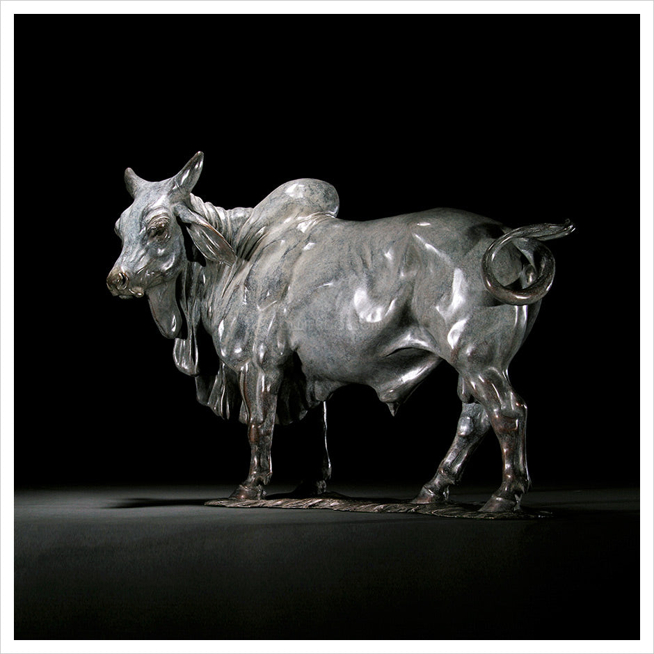 Brahman Bull by Gill Parker