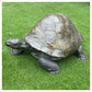 Galapagos Tortoise III by Gill Parker