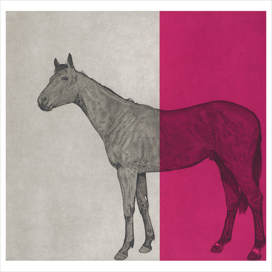 Horse Study - Fuscia by Guy Allen