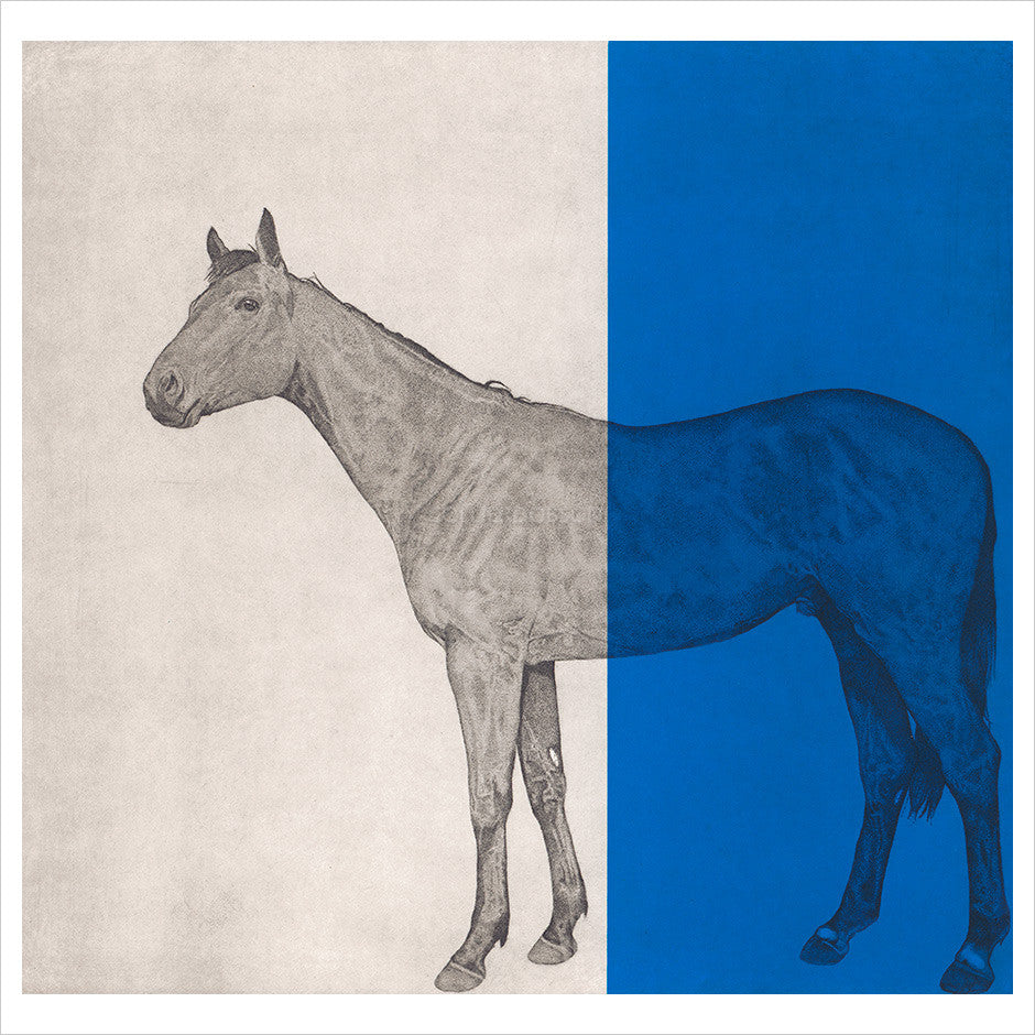 Horse Study - Blue by Guy Allen