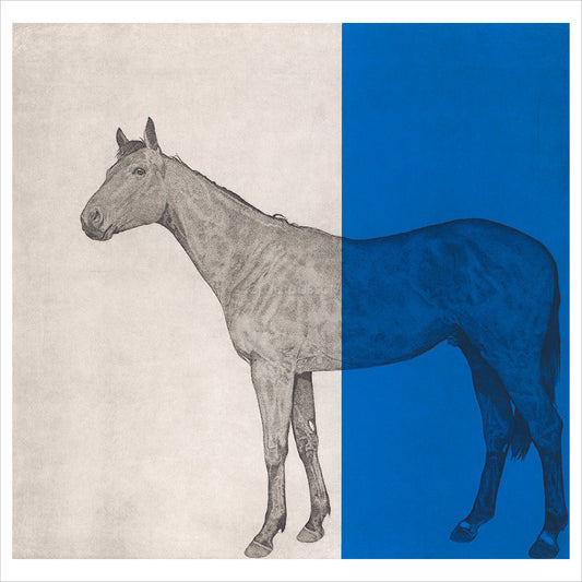 Horse Study - Blue by Guy Allen