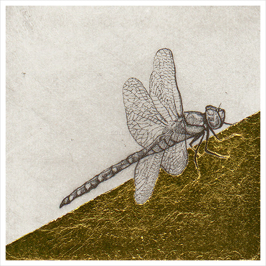 Dragon Fly Study by Guy Allen