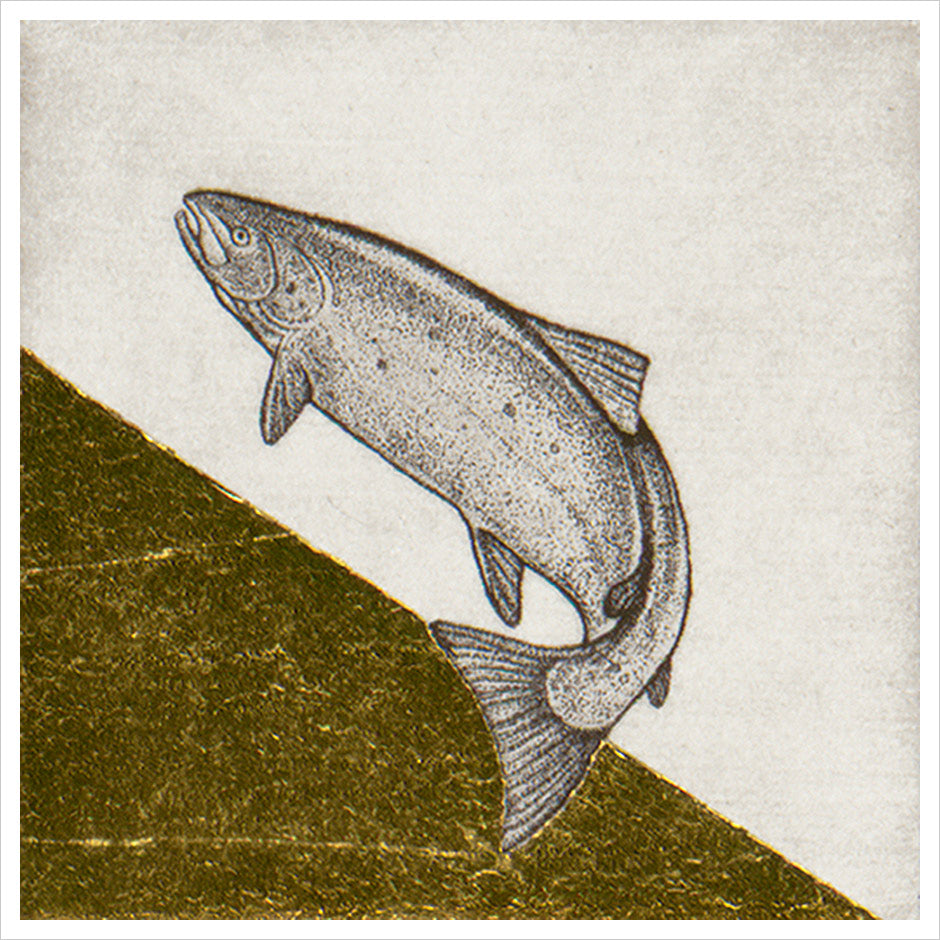 Salmon by Guy Allen