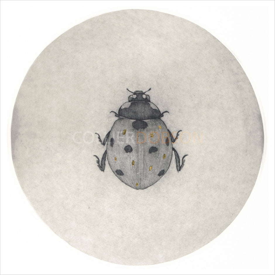 Ladybird by Guy Allen