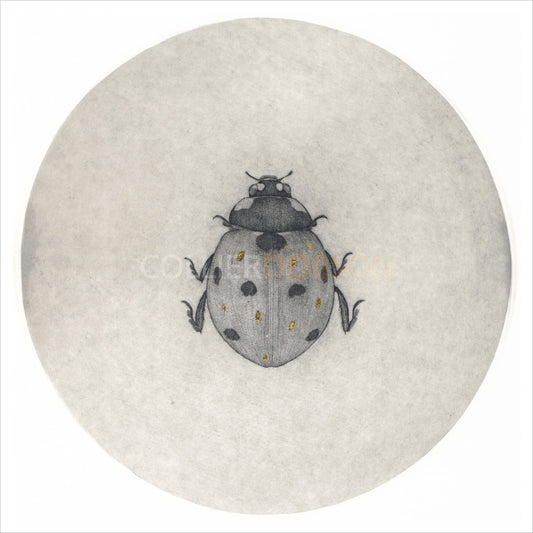 Ladybird by Guy Allen