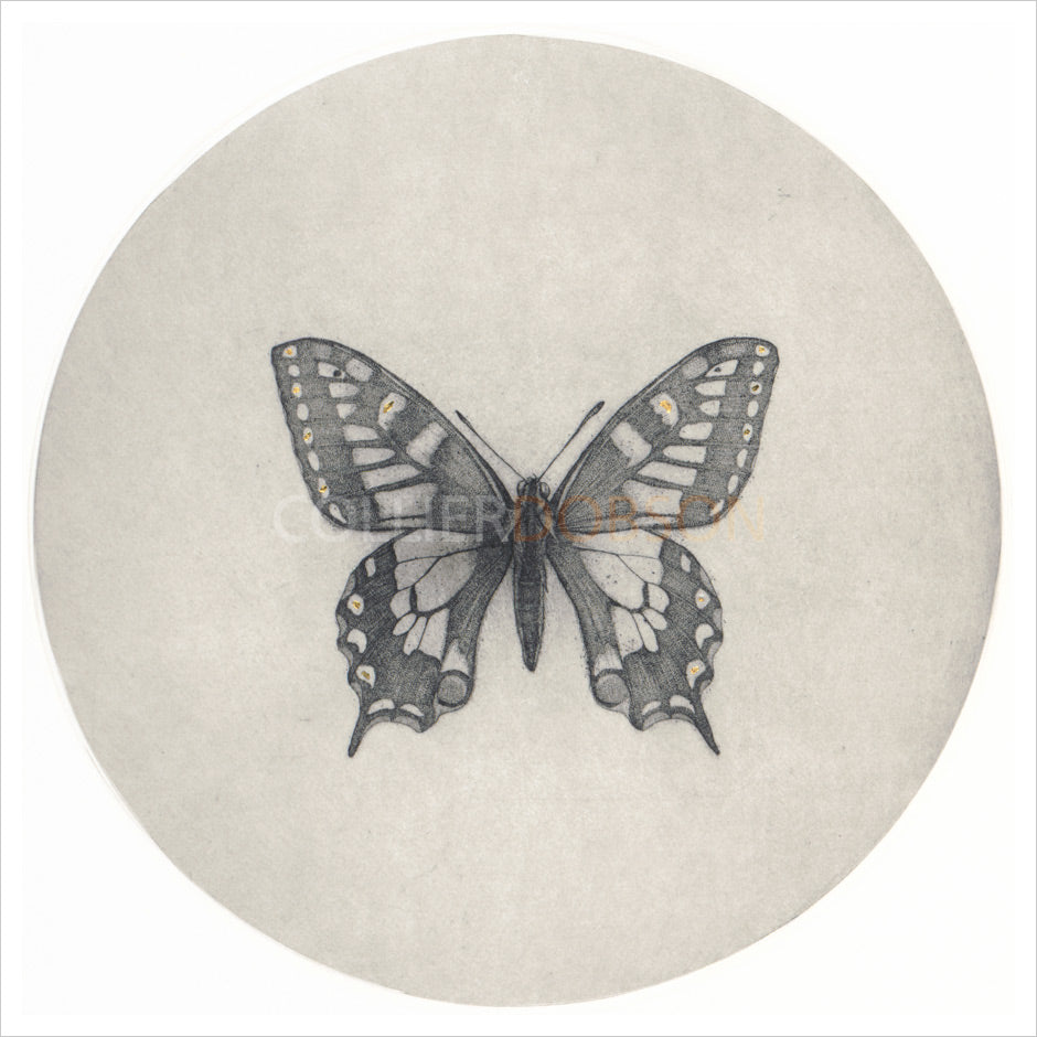 Swallowtail Butterfly by Guy Allen