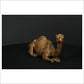 Camel Sitting
