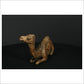 Camel Sitting