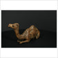 Camel Sitting