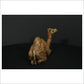 Camel Sitting