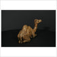 Camel Sitting