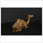Camel Sitting