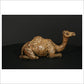 Camel Sitting