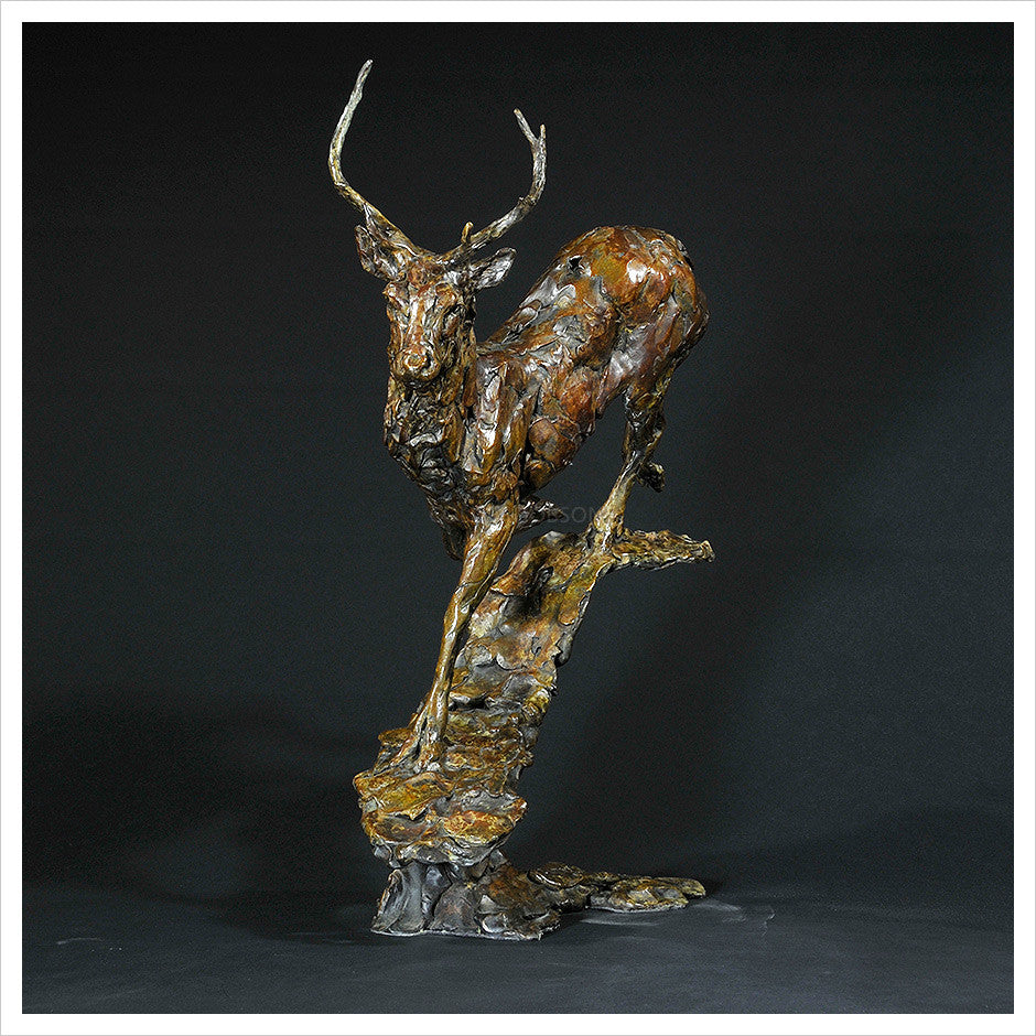 Red Deer Stag by Hamish Mackie