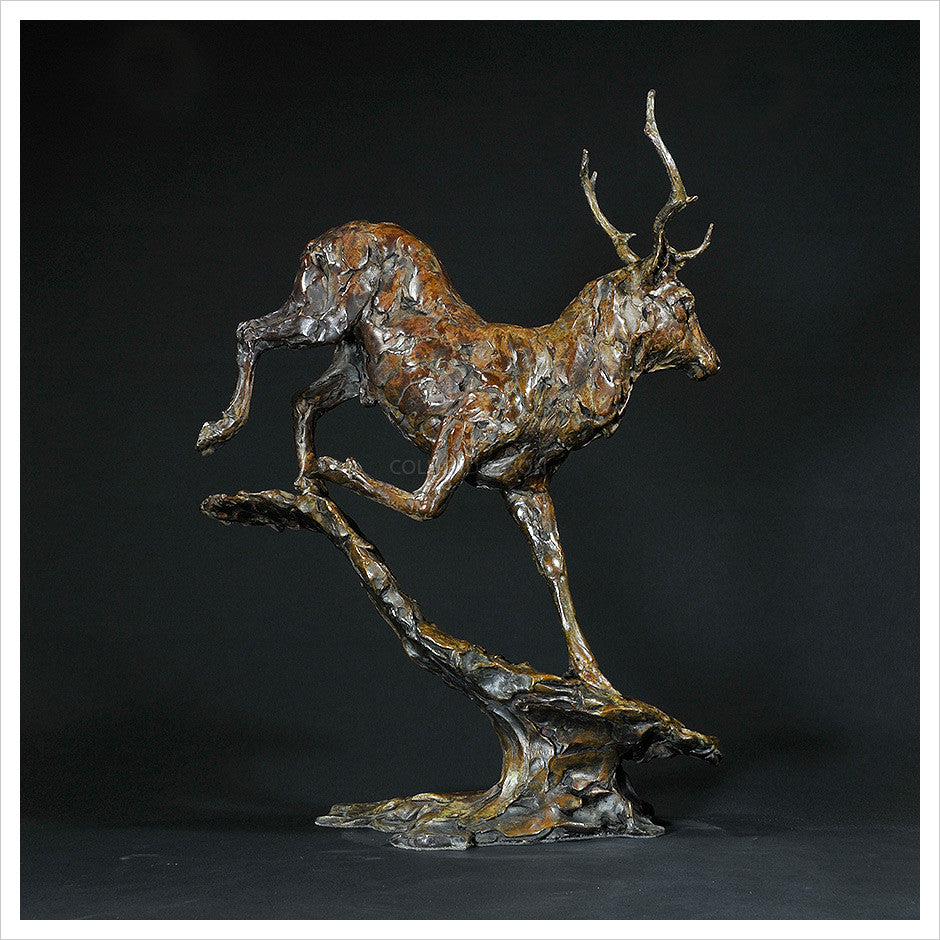 Red Deer Stag by Hamish Mackie