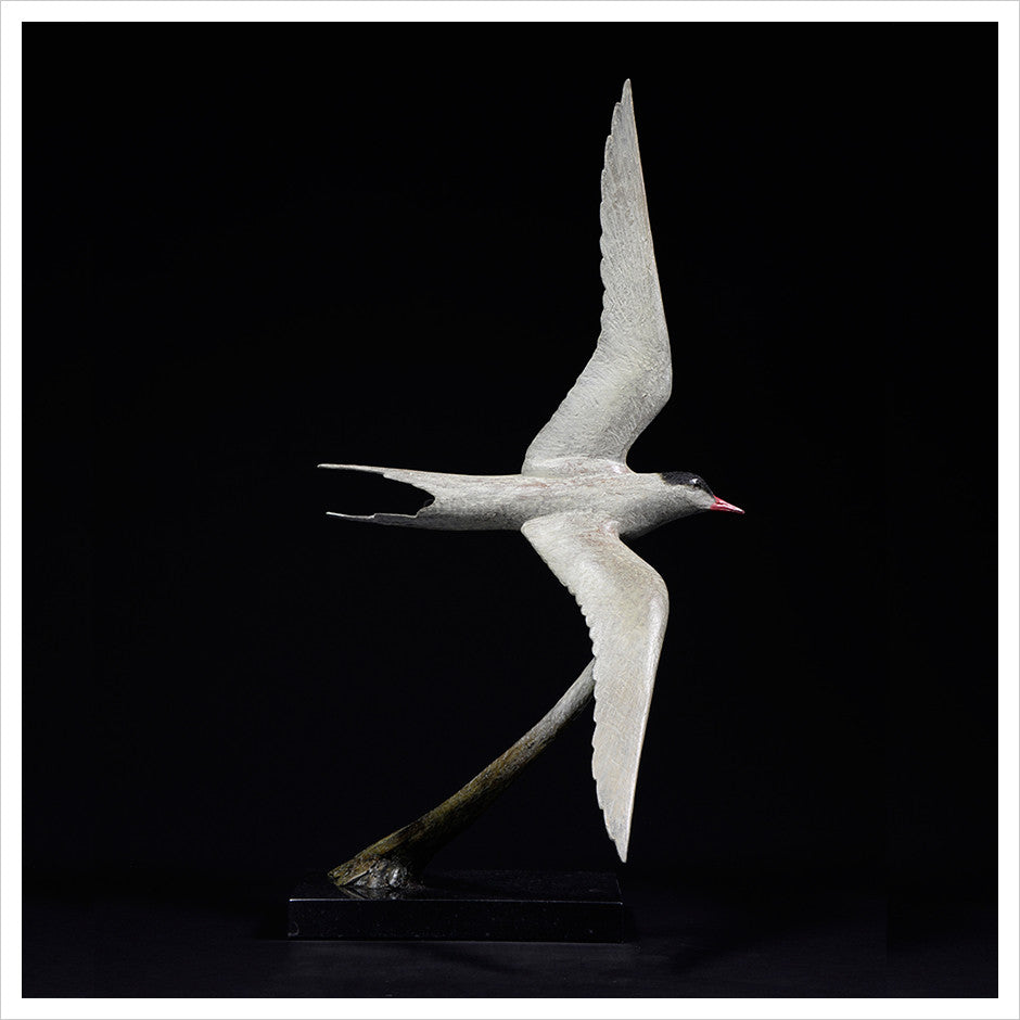 Arctic Tern by Hamish Mackie