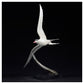 Arctic Tern by Hamish Mackie