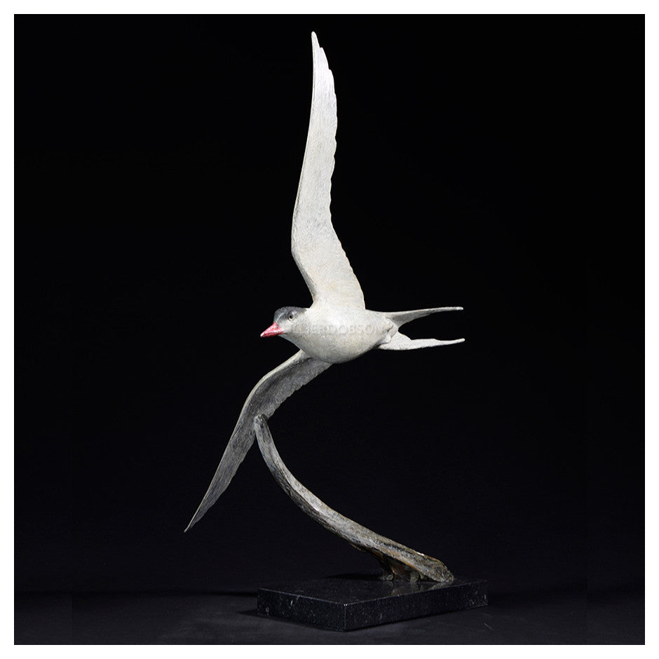 Arctic Tern by Hamish Mackie
