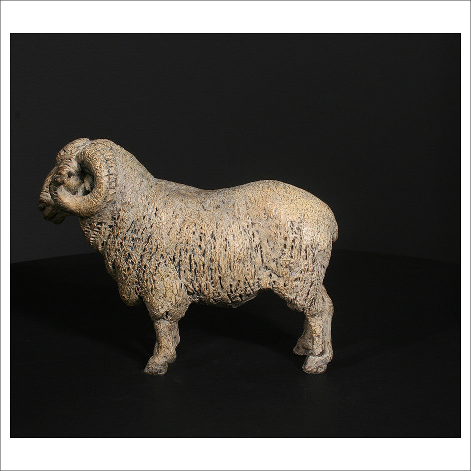 Merino Ram
