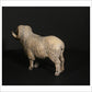 Merino Ram