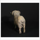 Merino Ram