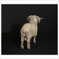 Merino Ram