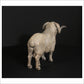Merino Ram