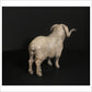 Merino Ram