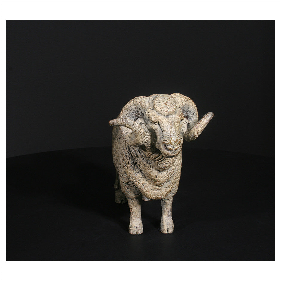 Merino Ram