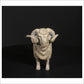 Merino Ram