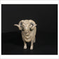Merino Ram