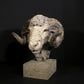 Merino Ram Head
