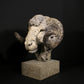 Merino Ram Head