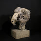 Merino Ram Head