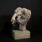 Merino Ram Head