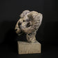 Merino Ram Head