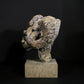 Merino Ram Head