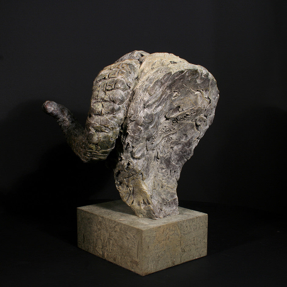 Merino Ram Head